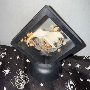 Muskrat jaw floating‎ frame taxidermy oddities art